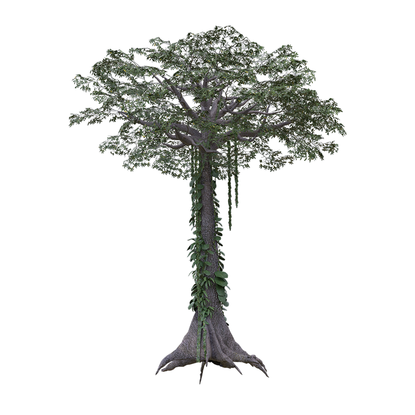 Ceiba pentandra - Ceiba Tree